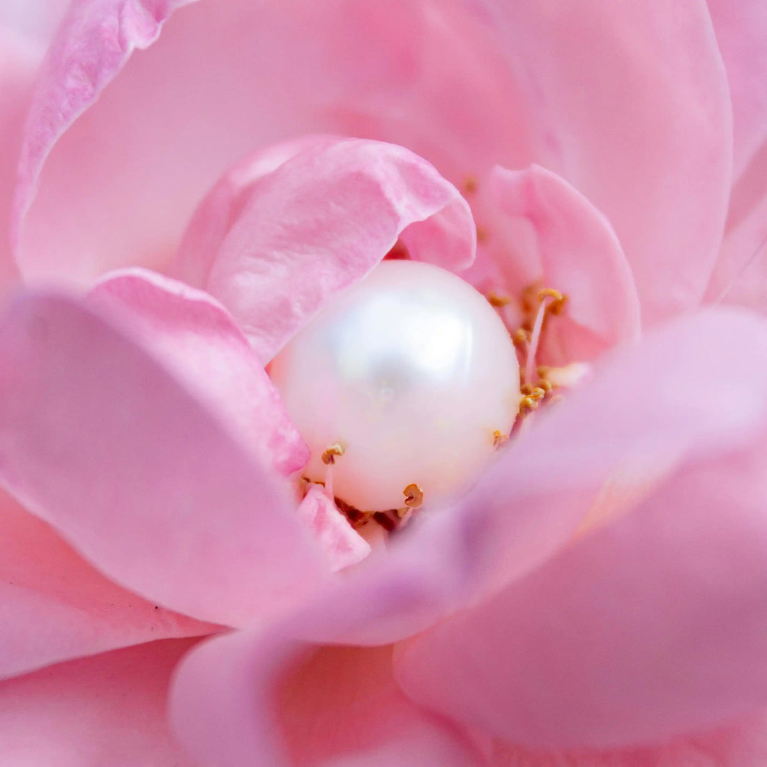Shell Pearls vs Natural Pearls: Which One Is Right for You?